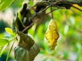 Caterpillar Cocoon Royalty Free Stock Photo