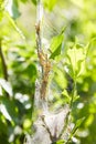 Caterpillar colony on green tree. Agriculture pest Yponomeuta malinellus