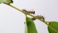 Caterpillar of color Sergeant butterfly are walking on twig (Athyma nefte Cramer)