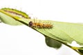 Caterpillar of colour segeant butterfly in 4th instar Royalty Free Stock Photo
