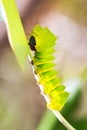 Caterpillar of the Comet moth