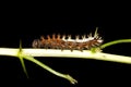 Caterpillar of comma - Polygonia c-album Royalty Free Stock Photo