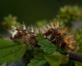 Caterpillar of comma - Polygonia c-album Royalty Free Stock Photo