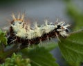 Caterpillar of comma - Polygonia c-album Royalty Free Stock Photo