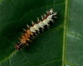 Caterpillar of comma - Polygonia c-album Royalty Free Stock Photo