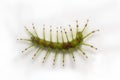 Caterpillar of the Commom Gaudy Baron butterfly Euthalia luben