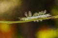 Caterpillar of the Commom Gaudy Baron butterfly Euthalia luben Royalty Free Stock Photo