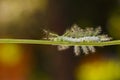 Caterpillar of the Commom Gaudy Baron butterfly Euthalia luben Royalty Free Stock Photo