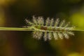 Caterpillar of the Commom Gaudy Baron butterfly Euthalia luben Royalty Free Stock Photo