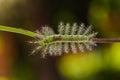 Caterpillar of the Commom Gaudy Baron ( Euthalia lubentina ) but Royalty Free Stock Photo