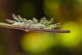 Caterpillar of the Commom Gaudy Baron ( Euthalia lubentina ) but Royalty Free Stock Photo