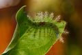 Caterpillar of the Commom Gaudy Baron ( Euthalia lubentina ) but Royalty Free Stock Photo