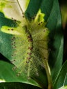 Caterpillar of the Common Gaudy Baron butterfly Euthalia luben Royalty Free Stock Photo
