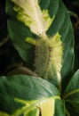 Caterpillar of the Common Gaudy Baron butterfly Euthalia luben Royalty Free Stock Photo