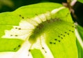 Caterpillar of the Common Gaudy Baron butterfly Euthalia luben Royalty Free Stock Photo