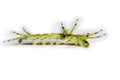 Caterpillar of the Commom Gaudy Baron butterfly Euthalia luben Royalty Free Stock Photo
