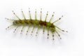 Caterpillar of the Commom Gaudy Baron butterfly Euthalia luben