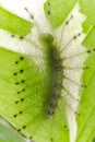 Caterpillar of the Common Gaudy Baron butterfly Royalty Free Stock Photo