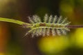 Caterpillar of the Commom Gaudy Baron butterfly Euthalia luben