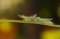 Caterpillar of the Commom Gaudy Baron butterfly Euthalia luben