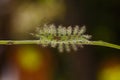 Caterpillar of the Commom Gaudy Baron butterfly Euthalia luben Royalty Free Stock Photo