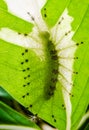 Caterpillar of the Common Gaudy Baron butterfly & x28; Euthalia luben Royalty Free Stock Photo