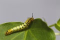 Caterpillar of common maplet butterfly hanging on leaf of host p Royalty Free Stock Photo
