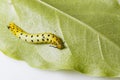 Caterpillar of common maplet butterfly hanging on leaf of host p Royalty Free Stock Photo