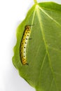 Caterpillar of common maplet butterfly hanging on leaf of host p Royalty Free Stock Photo