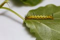 Caterpillar of common maplet butterfly hanging on leaf of host p Royalty Free Stock Photo