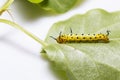 Caterpillar of common maplet butterfly hanging on leaf of host p Royalty Free Stock Photo