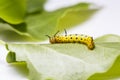Caterpillar of common maplet butterfly hanging on leaf of host p Royalty Free Stock Photo