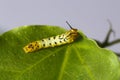 Caterpillar of common maplet butterfly hanging on leaf of host p Royalty Free Stock Photo