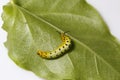 Caterpillar of common maplet butterfly hanging on leaf of host p Royalty Free Stock Photo