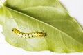 Caterpillar of common maplet butterfly hanging on leaf of host p Royalty Free Stock Photo