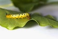 Caterpillar of common maplet butterfly hanging on leaf of host p Royalty Free Stock Photo
