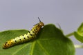 Caterpillar of common maplet butterfly hanging on leaf of host p Royalty Free Stock Photo