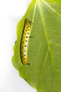 Caterpillar of common maplet butterfly hanging on leaf of host p Royalty Free Stock Photo