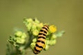 Zebrarups op St.Janskruid in de zomer. Royalty Free Stock Photo