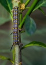 Caterpillar of a common tiger butterfly