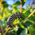 Caterpillar of Common tiger butterfly, Papilio machaon Royalty Free Stock Photo