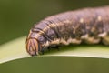 Caterpillar of convolvulus hawk moth Royalty Free Stock Photo