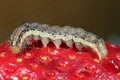 Caterpillar of the cotton bollworm, corn earworm or Old World African bollworm Helicoverpa armigera also known as the scarce bor