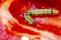 Caterpillar of cotton bollworm feed on sweet pepper