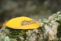 Caterpillar covered in urticating hairs as a defense mechanism, spotted in a forest in San Luis, Argentina. Royalty Free Stock Photo