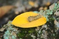 Caterpillar covered in urticating hairs as a defense mechanism, spotted in a forest in San Luis, Argentina. Royalty Free Stock Photo