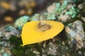 Caterpillar covered in urticating hairs as a defense mechanism, spotted in a forest in San Luis, Argentina.