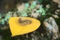 Caterpillar covered in urticating hairs as a defense mechanism, spotted in a forest in San Luis, Argentina. Royalty Free Stock Photo