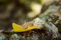 Caterpillar covered in urticating hairs as a defense mechanism, spotted in a forest in San Luis, Argentina.