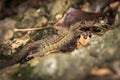 Caterpillar covered in urticating hairs as a defense mechanism, spotted in a forest in San Luis, Argentina. Royalty Free Stock Photo